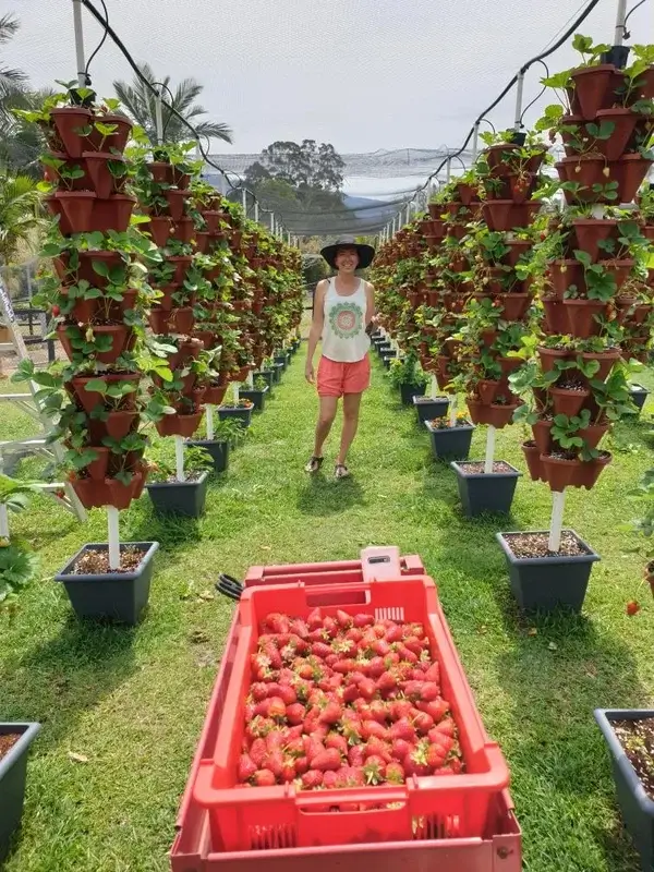 Mount-Nathan-QLD-Strawberry-tower-farm-Mr-Stacky-1